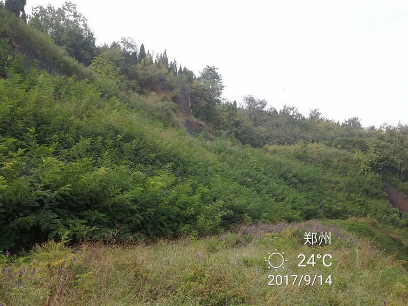 邊坡綠化植被的選擇