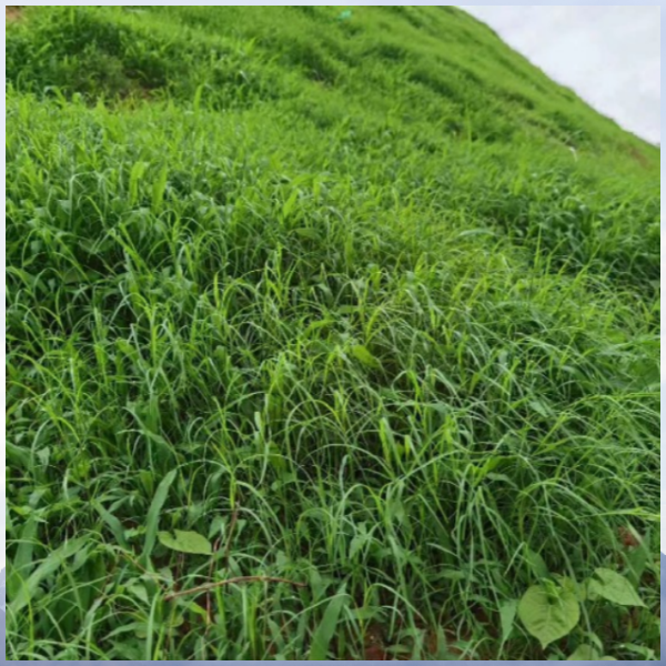 噴播機植草的優勢